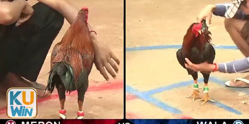 Đá gà thomo - Hệ thống hạng đấu: hiểu đúng để theo dõi đúng