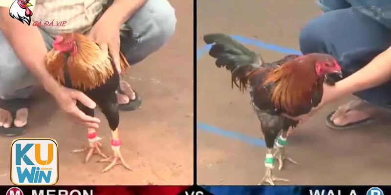 Cách xem chân gà đá - Khi nào cần áp dụng