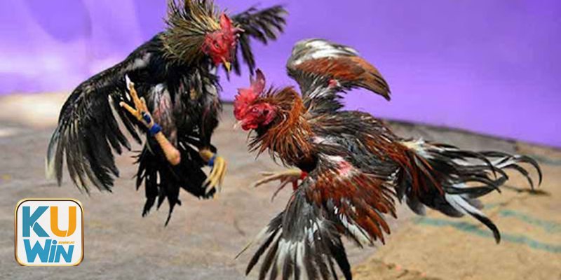 Đá gà cựa dao kuwin1 - Cựa dao khác gì cựa sắt?