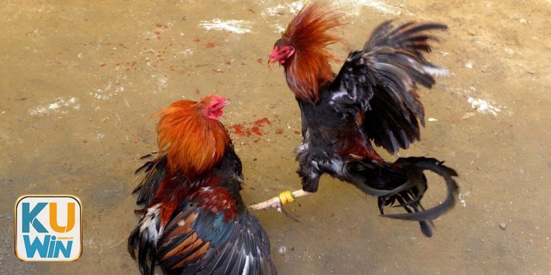 Đá gà cựa dao kuwin1 - Vai trò của “nài”