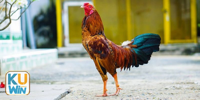 Đá gà cựa dao kuwin1 - Cách đặt cược thông minh cho người mới